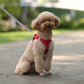 New Dog Harness Leash Set