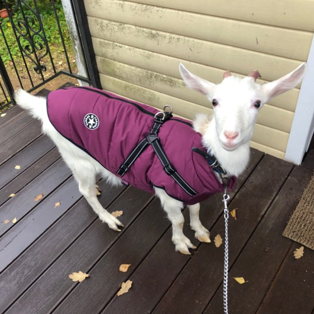 New Harness Winter Warm Dog Clothes
